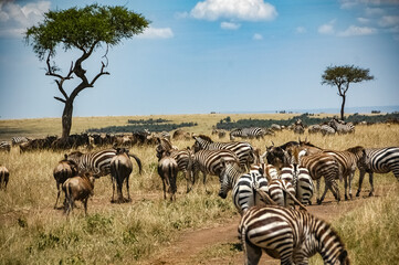 zebras roaming the Kenyan wilderness