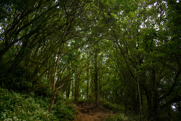 green forest in the morning