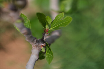 fig tree
