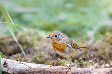 Robin bird (Erithacus Rubecula) sitting on a branch.Selective focus
