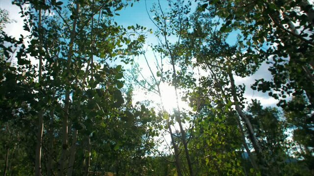 Sun flare through the Aspen tree's.