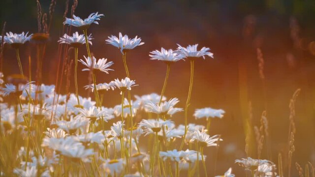 Flowers blow in the wind at sunset.