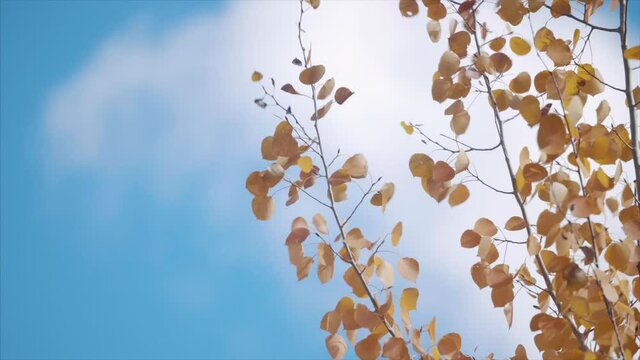 Aspen leaves blow in the autumn wind, slow motion.