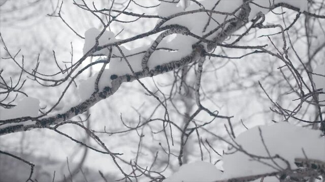 Winter wonderland.