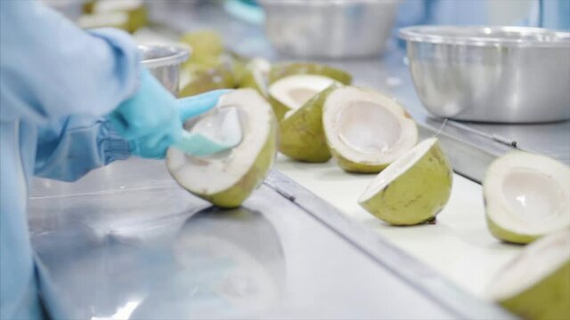 Factory workers process coconuts on production line. 