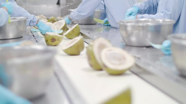 Factory workers process coconuts on production line. 