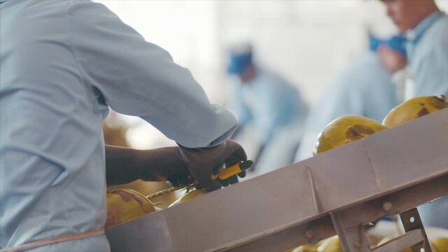 Coconuts are processed and placed on conveyor belts at the factory. 