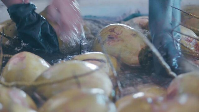 Coconuts are processed and placed on conveyor belts at the factory. 