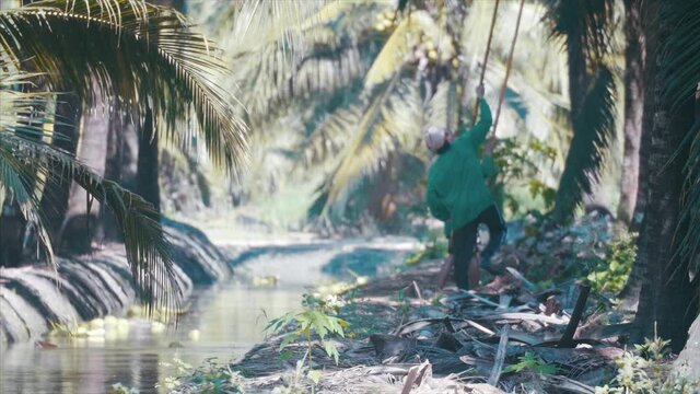 Coconut farmers harvest, and transport coconuts inside the plantation. 