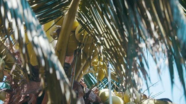 Coconut farmers harvest, and transport coconuts inside the plantation. 