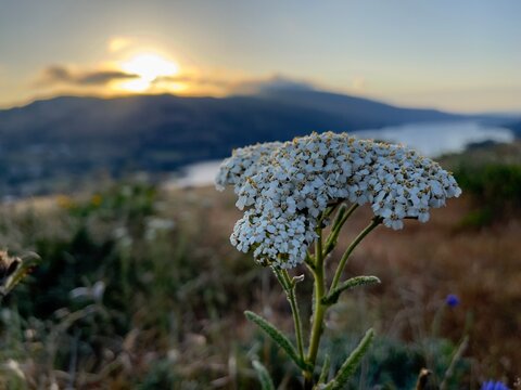 Rowena Weed