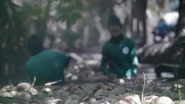 Coconut farmers harvest, and transport coconuts inside the plantation. 