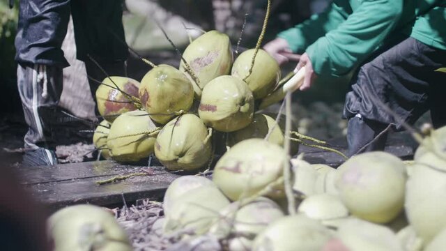 Coconut farmers harvest, and transport coconuts inside the plantation. 