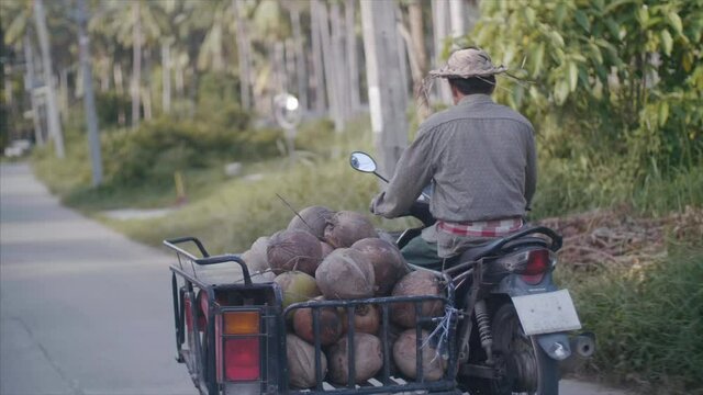 Coconut farmer transports harvest off plantation.