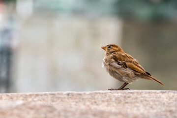 Near view of a sparrow