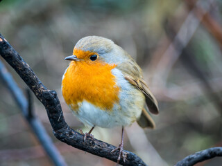 Fototapeta premium Robin on Branch