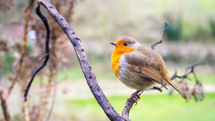 Robin on Branch