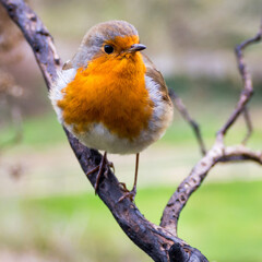 Robin on Branch