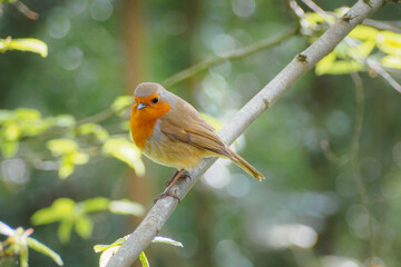 Robin on Branch