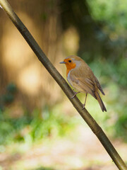 Robin on Branch