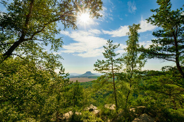trees in the mountains and view of the Lilienstein(Saxon Switzerland)