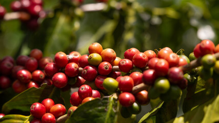Colombian coffee plant for export