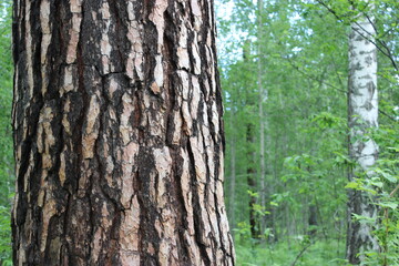 Bark of a Pine tree Pinus. Pines are conifer trees in the genus Pinus in the family Pinaceae. 