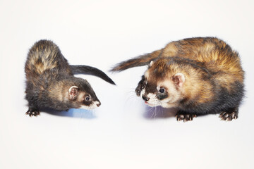 Couple of male and female ferrets on white background