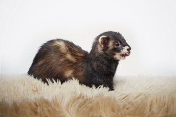 Standard color female ferret on white background