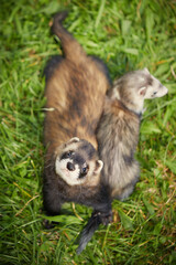 Obraz premium Ferret couple of male and female in sumer grass garden