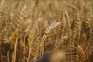 Beautiful detail of ripening wheat in a field. Natural colour background at sunset in harvest time.
