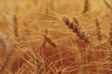 Obraz premium Beautiful detail of ripening wheat in a field. Natural colour background at sunset in harvest time. 