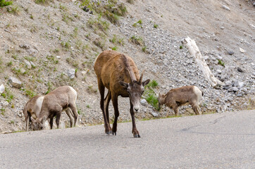 Naklejka na ściany i meble mountain goats on the road to Jasper in Canada