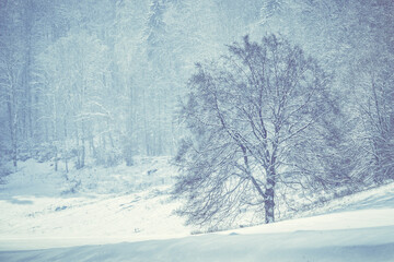 Winter forest, romantic, misty, foggy landscape. Vintage looking nature photo. Lonely tree on the snowy meadow