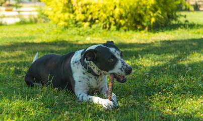 perro jugando con un palo en el parque, perro blanco con manchas negras mordiendo un palo, perro...