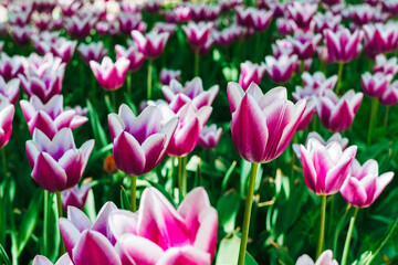 many beautiful white-purple tulips of the same variety on a flower bed in the park