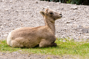 mountain goats on the road to Jasper in Canada