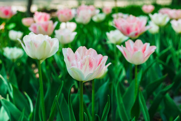 beautiful white and pink tulips in the garden