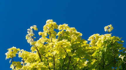 Close-up norway maple (Acer platanoides) Princeton Gold spring bright leaves on blue sky background. Public landscape city park 'Krasnodar' or 'Galitsky park'. There is place for text.