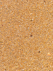 Beach vertical background: small coquina coastline after wave