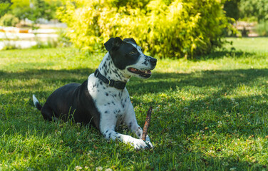 perro jugando con un palo en el parque, perro blanco con manchas negras con un palo entre sus patas...