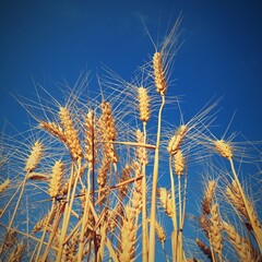 Obraz premium Beautiful detail of ripening wheat in a field. Natural colour background at sunset with blue sky.