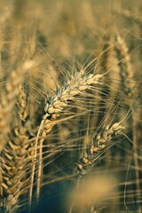 Beautiful detail of corn grown on field. Background and concept for agriculture and nature.