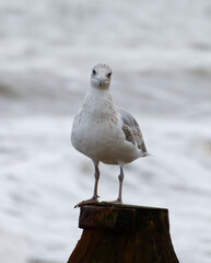 A young sub-adult herring gull (Larus argentatus) perching on a wooden post and looking straight at the camera, with breaking waves on the sea in the background