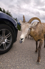 mountain goats on the road to Jasper in Canada