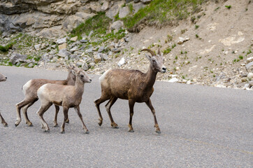 mountain goats on the road to Jasper in Canada