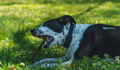 perro jugando con un palo en el parque, perro blanco con manchas negras mordiendo un palo, perro...