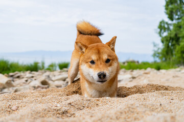 Happy red shiba inu dog plays on the sand. Red-haired Japanese dog smile portrait.