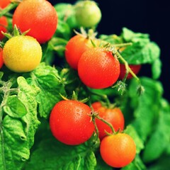 Fototapeta na wymiar Cherry bush tomatoes - healthy vegetables - healthy food. Beautiful fresh red tomatoes on a twig.