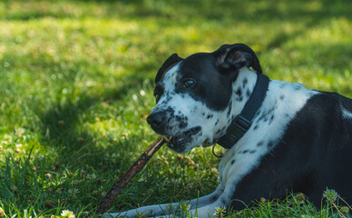 perro jugando con un palo en el parque, perro blanco con manchas negras mordiendo un palo, perro tumbado en el césped con su juguete